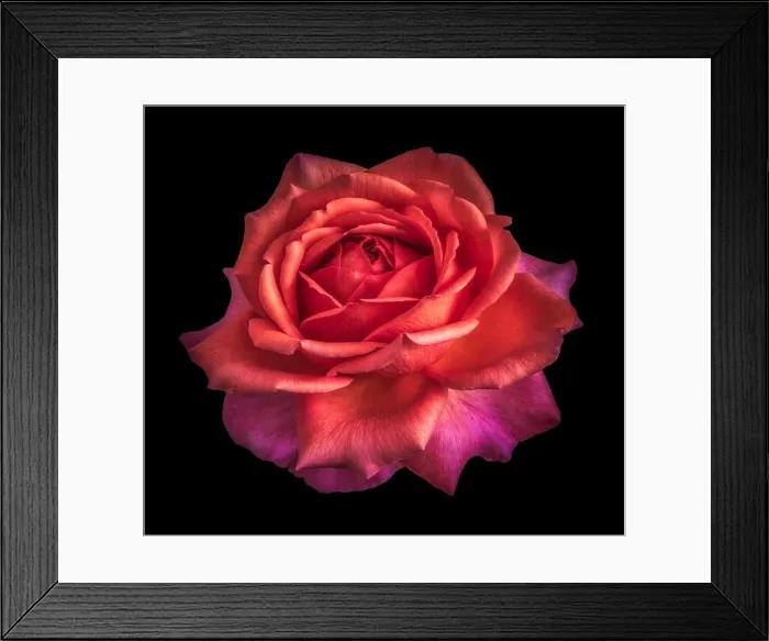 Framed Print : Colorful fine art still life floral macro flower image of a single isolated dark red pink flowering blooming rose Framed Print : Colorful fine art still life floral macro flower image of a single isolated dark red pink flowering blooming rose