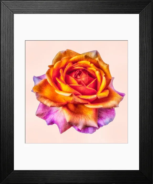 Framed Print : Bright colored fine art still life floral macro flower image of a single isolated orange pink flowering blooming rose Framed Print : Bright colored fine art still life floral macro flower image of a single isolated orange pink flowering blooming rose