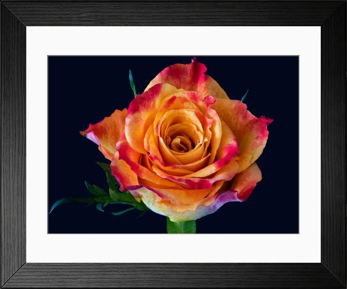 Framed Print : Colorful fine art still life floral macro flower image of a single isolated red yellow rose blossom Framed Print : Colorful fine art still life floral macro flower image of a single isolated red yellow rose blossom