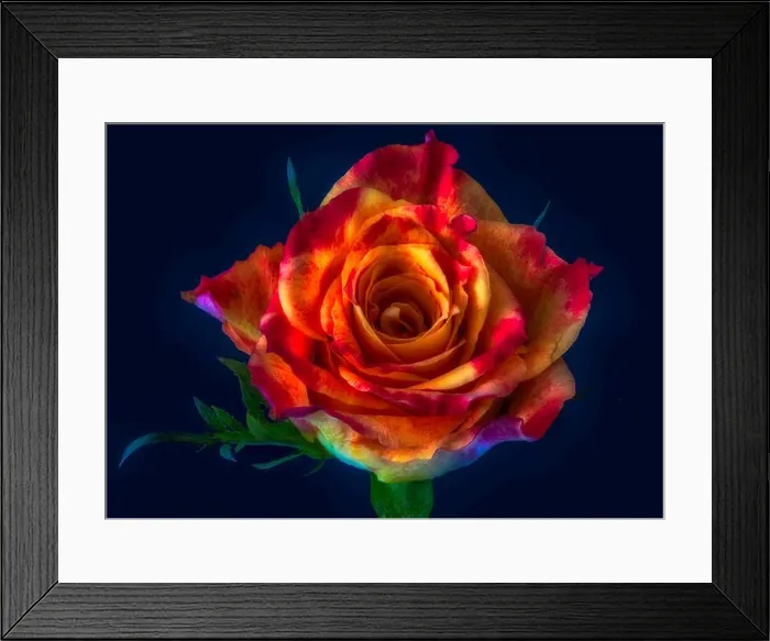 Framed Print : Colorful fine art still life floral macro flower image of a single isolated red yellow rose blossom Framed Print : Colorful fine art still life floral macro flower image of a single isolated red yellow rose blossom