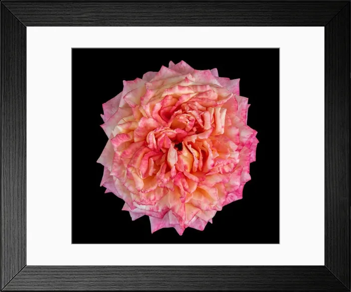 Framed Print : Fine art still life pastel color macro flower photography of an isolated orange red blooming rose blossom with detailed Framed Print : Fine art still life pastel color macro flower photography of an isolated orange red blooming rose blossom with detailed