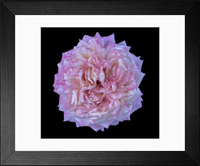 Framed Print : Fine art still life pastel color macro flower photography of an isolated white pink blooming rose blossom with detailed Framed Print : Fine art still life pastel color macro flower photography of an isolated white pink blooming rose blossom with detailed