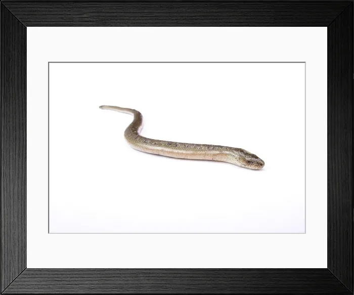 Framed Print : Eastern slow worm (Anguis fragilis colchicus) Framed Print : Eastern slow worm (Anguis fragilis colchicus)