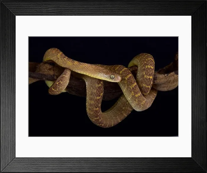 Framed Print : The Central African Egg-eating Snake (Dasypeltis fasciata) Framed Print : The Central African Egg-eating Snake (Dasypeltis fasciata)