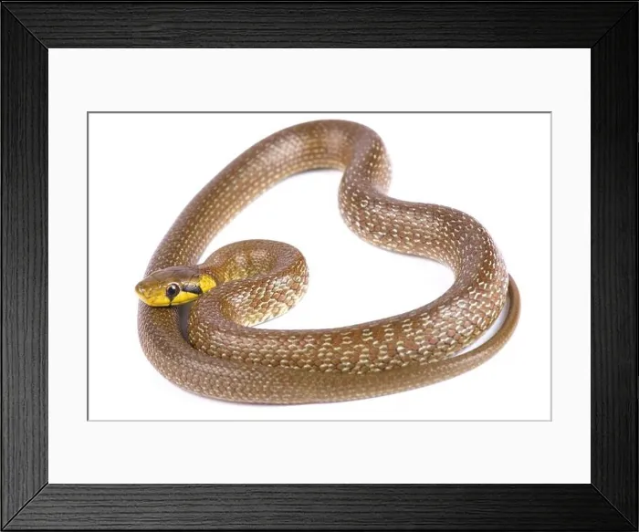 Framed Print : Aesculapian snake (Zamenis longissimus) Framed Print : Aesculapian snake (Zamenis longissimus)