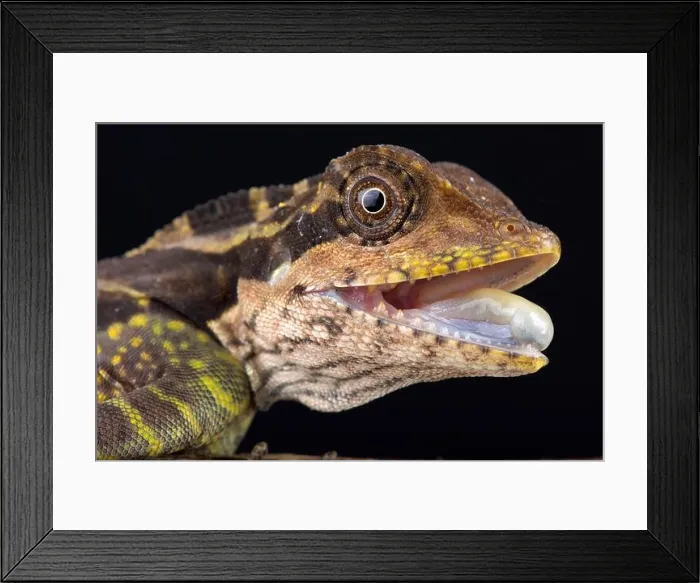 Framed Print : Great angle head lizard (Gonocephalus grandis) Framed Print : Great angle head lizard (Gonocephalus grandis)