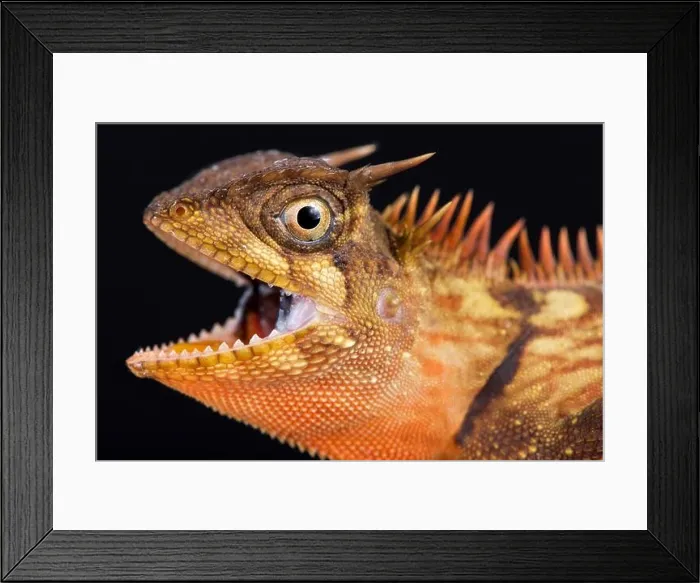 Framed Print : The Peninsular horned tree lizard (Acanthosaura armata) is a tree dragon species found across Southeast Asia