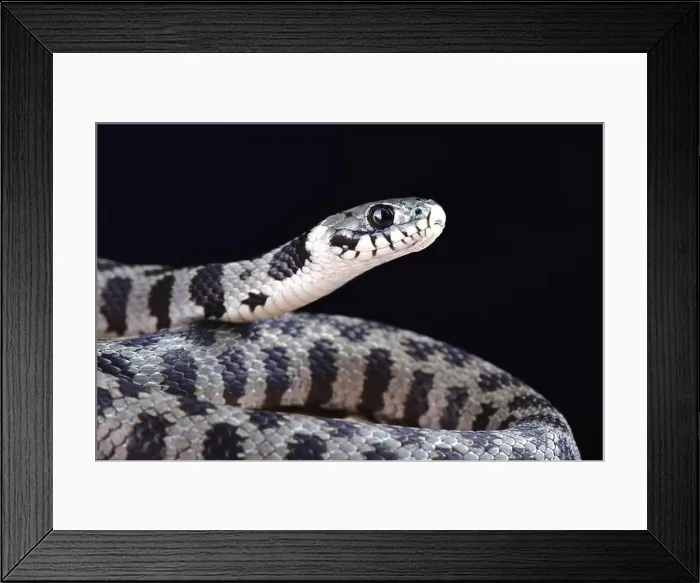Framed Print : The Milos grass snake (Natrix natrix schweizeri ) is an highly endangered snake species endemic to Milos island, Greece Framed Print : The Milos grass snake (Natrix natrix schweizeri ) is an highly endangered snake species endemic to Milos island, Greece