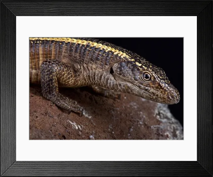 Framed Print : The giant plated lizard (Matobosaurus validus) is the largest member in the Gerrhosauridae family Framed Print : The giant plated lizard (Matobosaurus validus) is the largest member in the Gerrhosauridae family