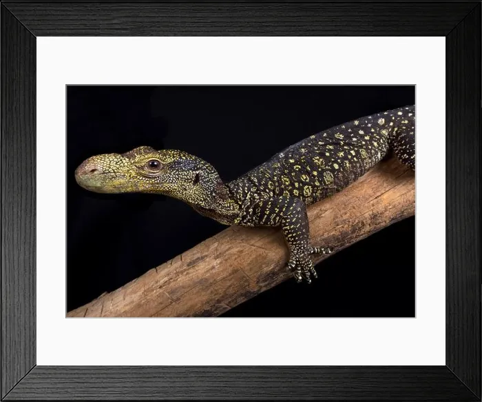 Framed Print : The Crocodile monitor (Varanus salvadorii) is the longest lizard species in the world Framed Print : The Crocodile monitor (Varanus salvadorii) is the longest lizard species in the world