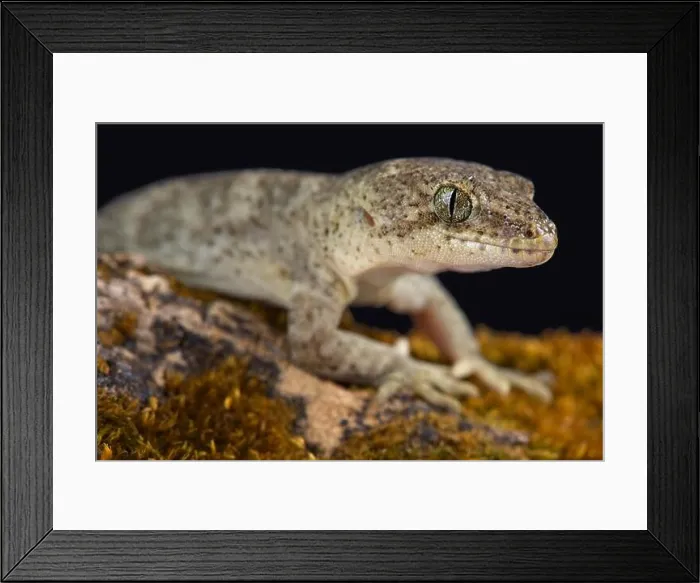Framed Print : Canterbury gecko (Woodworthia brunneus) small form female Framed Print : Canterbury gecko (Woodworthia brunneus) small form female