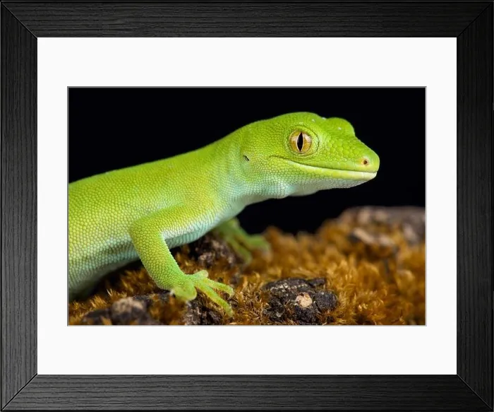 Framed Print : The Wellington green gecko (Naultinus punctatus) Framed Print : The Wellington green gecko (Naultinus punctatus)