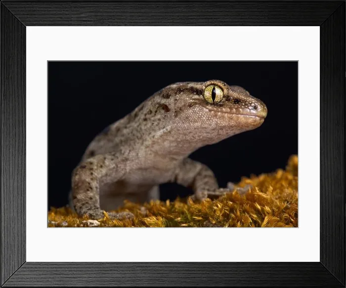Framed Print : Canterbury gecko (Woodworthia brunneus) Framed Print : Canterbury gecko (Woodworthia brunneus)