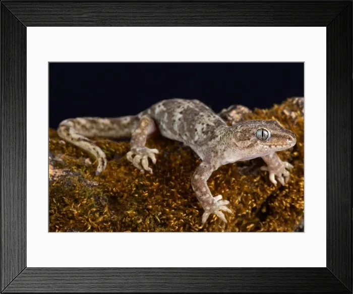 Framed Print : The Southern Alps gecko (Woodworthia Southern Alps') Framed Print : The Southern Alps gecko (Woodworthia Southern Alps')