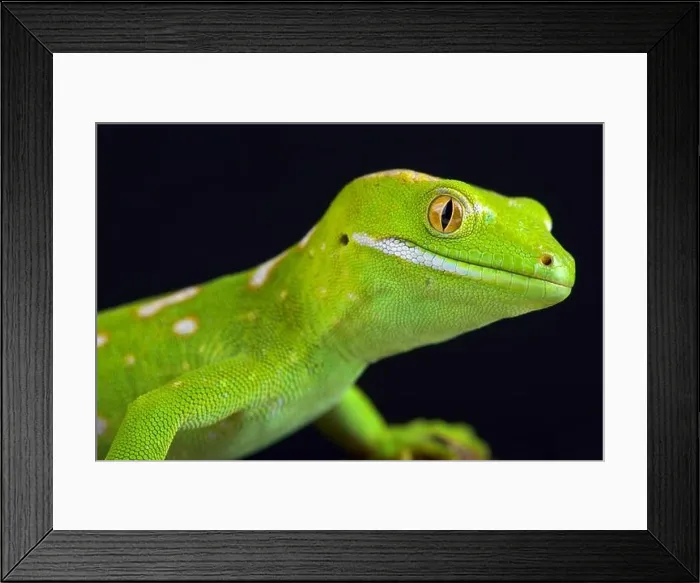 Framed Print : The Northland green gecko or Gray's tree gecko (Naultinus grayii ) is a species of gecko Framed Print : The Northland green gecko or Gray's tree gecko (Naultinus grayii ) is a species of gecko