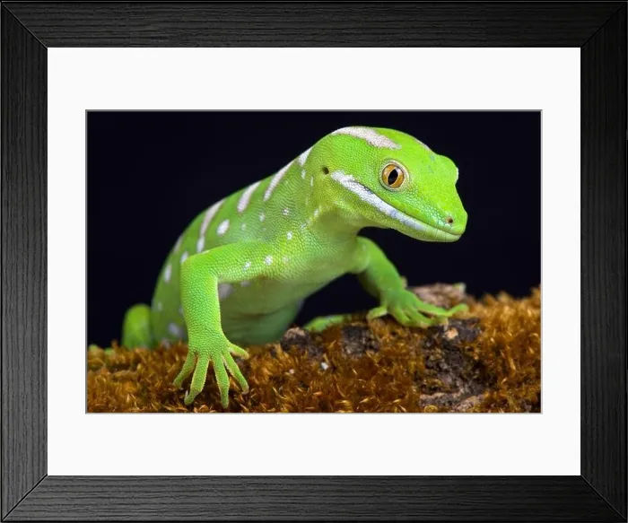 Framed Print : The Northland green gecko or Gray's tree gecko (Naultinus grayii ) is a species of gecko Framed Print : The Northland green gecko or Gray's tree gecko (Naultinus grayii ) is a species of gecko