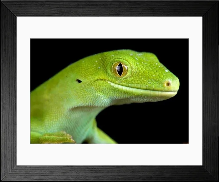Framed Print : The Auckland green gecko (Naultinus elegans) Framed Print : The Auckland green gecko (Naultinus elegans)