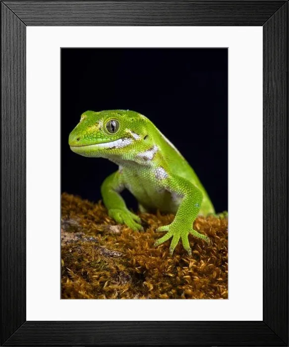 Framed Print : The Jewelled gecko (Naultinus gemmeus) is a native species to the South Island of New Zealand Framed Print : The Jewelled gecko (Naultinus gemmeus) is a native species to the South Island of New Zealand