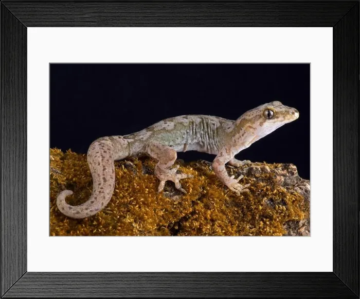 Framed Print : The Pacific gecko (Dactylocnemis pacificus) is a gecko endemic to the North Island of New Zealand Framed Print : The Pacific gecko (Dactylocnemis pacificus) is a gecko endemic to the North Island of New Zealand