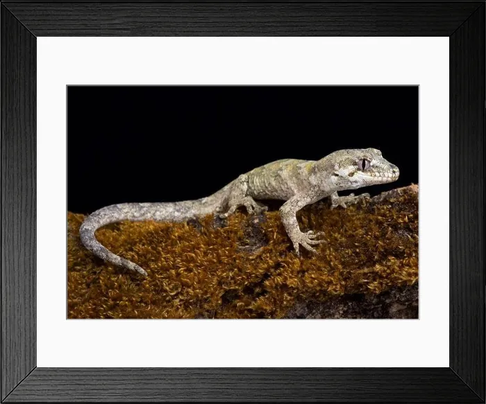 Framed Print : The forest gecko (Mokopirirakau granulatus) is a species of gecko Framed Print : The forest gecko (Mokopirirakau granulatus) is a species of gecko