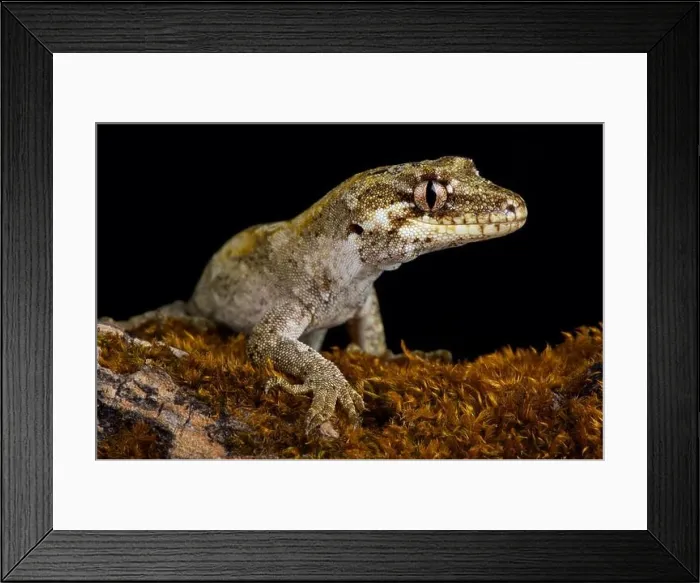 Framed Print : The forest gecko (Mokopirirakau granulatus) is a species of gecko