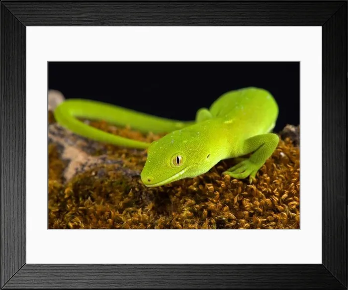 Framed Print : The Wellington green gecko (Naultinus punctatus) Framed Print : The Wellington green gecko (Naultinus punctatus)
