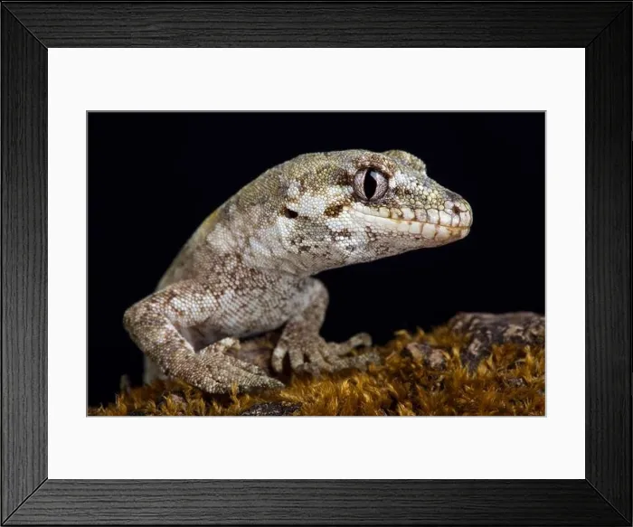 Framed Print : The forest gecko (Mokopirirakau granulatus) is a species of gecko