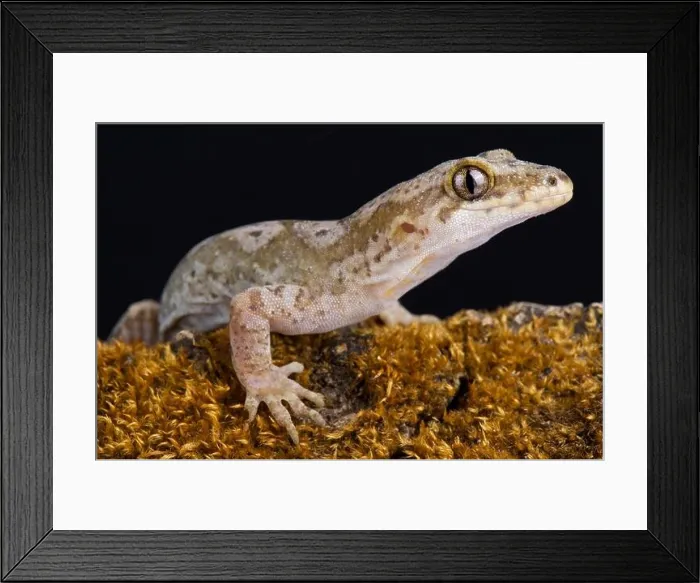 Framed Print : The Pacific gecko (Dactylocnemis pacificus) is a gecko endemic to the North Island of New Zealand Framed Print : The Pacific gecko (Dactylocnemis pacificus) is a gecko endemic to the North Island of New Zealand