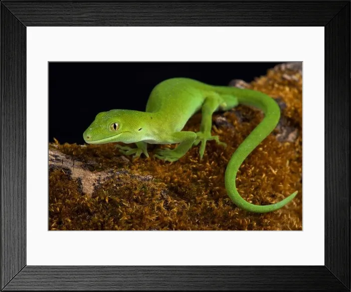 Framed Print : The Auckland green gecko (Naultinus elegans) Framed Print : The Auckland green gecko (Naultinus elegans)