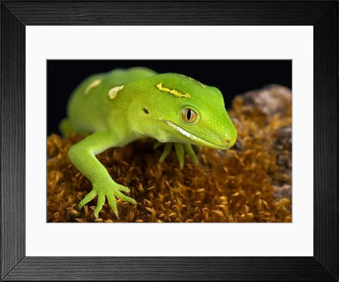 Framed Print : The Auckland green gecko (Naultinus elegans) Framed Print : The Auckland green gecko (Naultinus elegans)