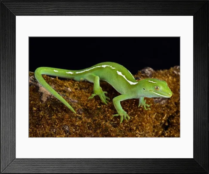 Framed Print : The Auckland green gecko (Naultinus elegans) Framed Print : The Auckland green gecko (Naultinus elegans)