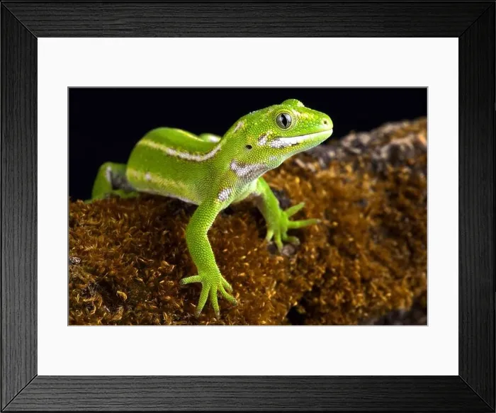 Framed Print : The Jewelled gecko (Naultinus gemmeus) is a native species to the South Island of New Zealand Framed Print : The Jewelled gecko (Naultinus gemmeus) is a native species to the South Island of New Zealand