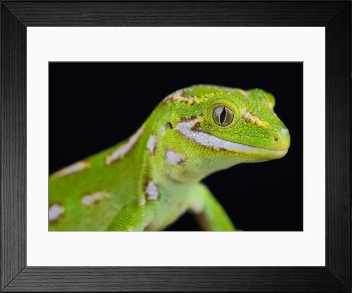 Framed Print : The Jewelled gecko (Naultinus gemmeus) is a native species to the South Island of New Zealand Framed Print : The Jewelled gecko (Naultinus gemmeus) is a native species to the South Island of New Zealand