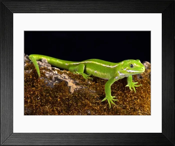 Framed Print : The Jewelled gecko (Naultinus gemmeus) is a native species to the South Island of New Zealand Framed Print : The Jewelled gecko (Naultinus gemmeus) is a native species to the South Island of New Zealand