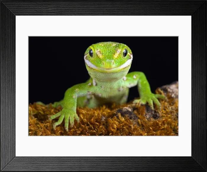 Framed Print : The Jewelled gecko (Naultinus gemmeus) is a native species to the South Island of New Zealand Framed Print : The Jewelled gecko (Naultinus gemmeus) is a native species to the South Island of New Zealand