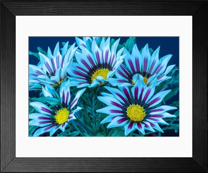 Framed Print : Fine art still life color flower macro photo of a bouquet of blooming wide open white red yelloow white delosperma Framed Print : Fine art still life color flower macro photo of a bouquet of blooming wide open white red yelloow white delosperma