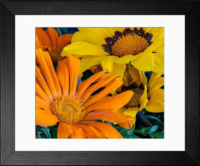 Framed Print : Fine art still life color flower macro portrait of a blooming wide open yellow Framed Print : Fine art still life color flower macro portrait of a blooming wide open yellow