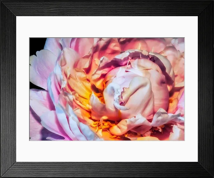 Framed Print : Fine art still life colorful floral macro flower image of the inner of a single pink open blooming young sunlit peony Framed Print : Fine art still life colorful floral macro flower image of the inner of a single pink open blooming young sunlit peony
