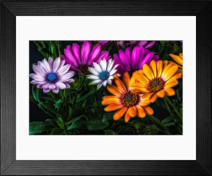 Framed Print : Fine art surreal color flower macro of wide open blooming violet orange and pink cape daisy / marguerite blossoms Framed Print : Fine art surreal color flower macro of wide open blooming violet orange and pink cape daisy / marguerite blossoms