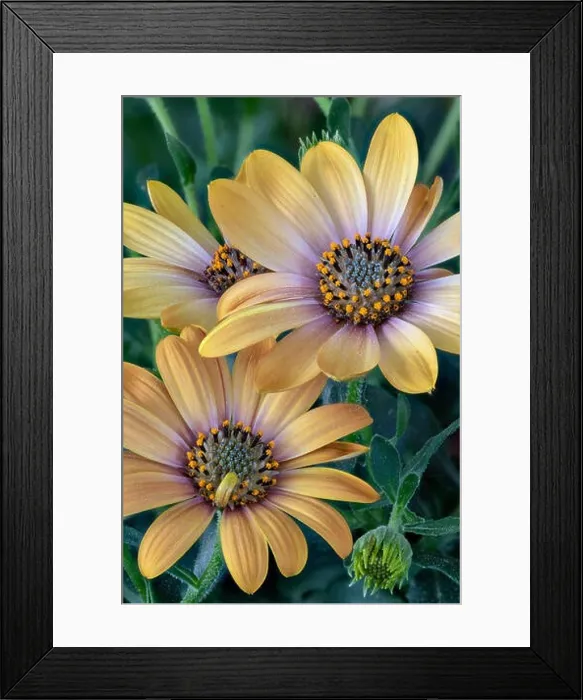 Framed Print : Fine art still life color flower macro portrait of a wide open blooming pastel yellow cape daisy / marguerite blossom