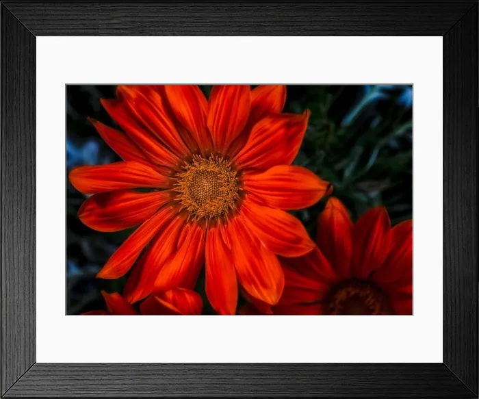 Framed Print : Fine art still life color flower macro photography of a blooming wide open dark red delosperma blossom with green Framed Print : Fine art still life color flower macro photography of a blooming wide open dark red delosperma blossom with green