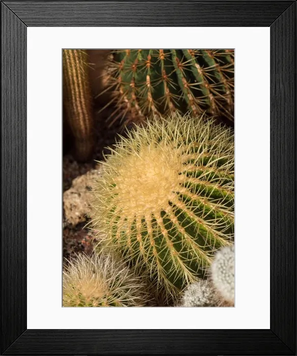 Framed Print : Still life color macro image of a large golden ball cactus with white spikes on natural background seen from the side Framed Print : Still life color macro image of a large golden ball cactus with white spikes on natural background seen from the side