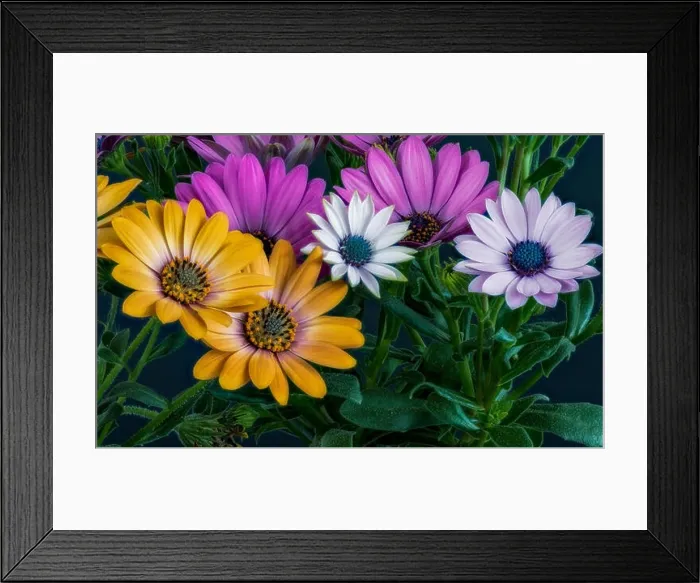 Framed Print : Fine art still life color flower macro portrait of wide open blooming violet orange white cape daisy / marguerite Framed Print : Fine art still life color flower macro portrait of wide open blooming violet orange white cape daisy / marguerite