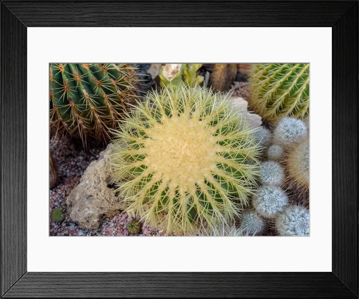 Framed Print : Still life color macro photo of a large golden ball cactus with white spikes on natural background seen from the top