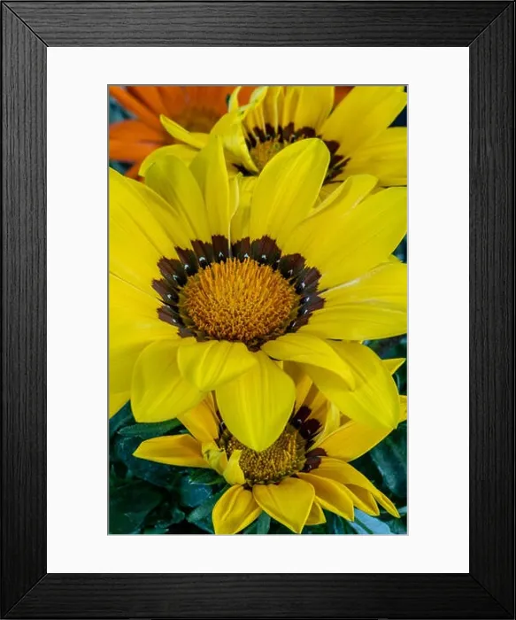 Framed Print : Fine art still life color flower macro portrait of blooming wide open yellow delosperma blossoms with green leaves Framed Print : Fine art still life color flower macro portrait of blooming wide open yellow delosperma blossoms with green leaves