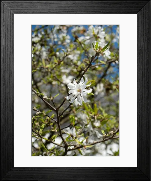 Framed Print : Floral natural outdoor fine art still life nature floral macro of a white green flowering magnolia blossom in bright Framed Print : Floral natural outdoor fine art still life nature floral macro of a white green flowering magnolia blossom in bright
