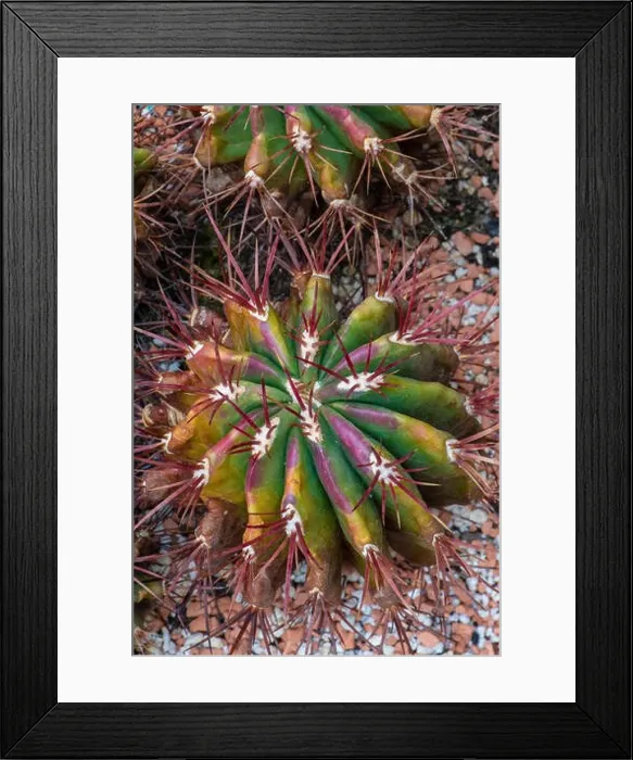 Framed Print : Still life color macro image of a fero cactus with purple spikes on natural background seen from the top Framed Print : Still life color macro image of a fero cactus with purple spikes on natural background seen from the top