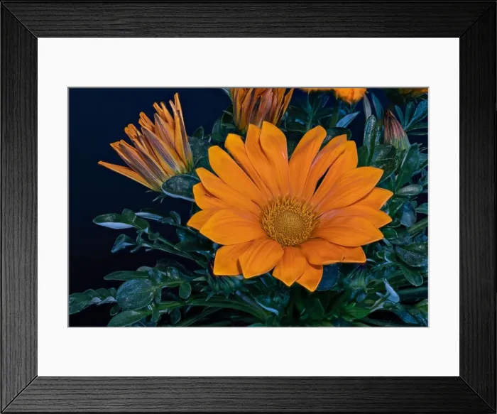Framed Print : Fine art still life color flower macro portrait of a blooming wide open orange delosperma blossoms with green leaves Framed Print : Fine art still life color flower macro portrait of a blooming wide open orange delosperma blossoms with green leaves