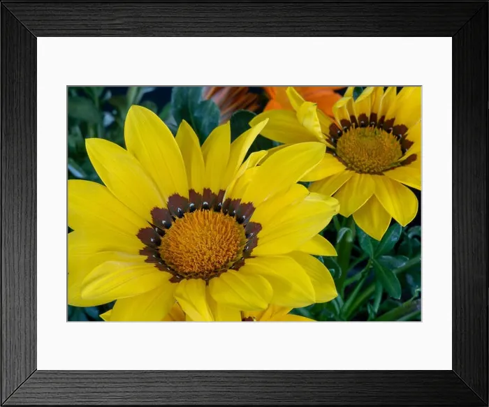 Framed Print : Fine art still life color flower macro portrait of blooming wide open yellow delosperma blossoms with green leaves
