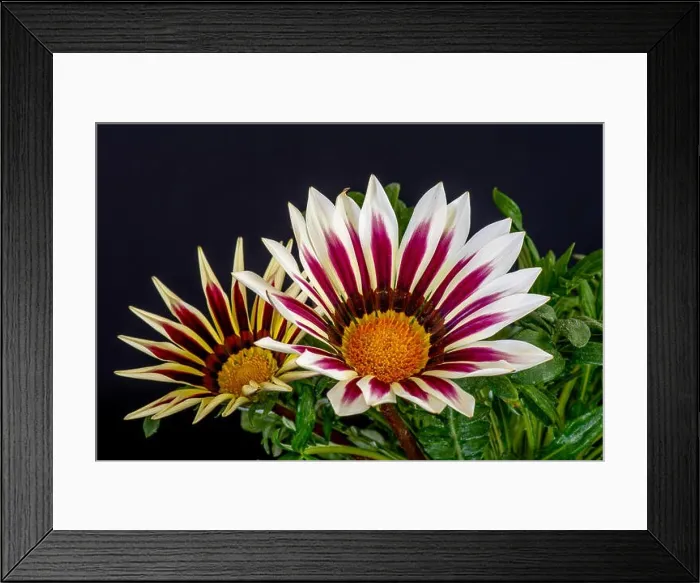 Framed Print : Fine art still life color flower macro portrait of a pair of blooming wide open white red orange delosperma blossoms Framed Print : Fine art still life color flower macro portrait of a pair of blooming wide open white red orange delosperma blossoms